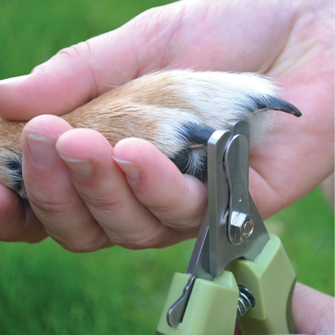 Safari Dog Nail Trimmers
